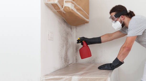 Professional Attic Mold Remediation technician working in Maynard, MA